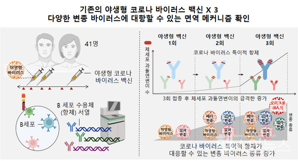 코로나3차접종이체세포과돌연변이증가를유도하여항체의특이성이확대되고,이로써야생형바이러스뿐만아니라다양한변종에도대응할수있다.