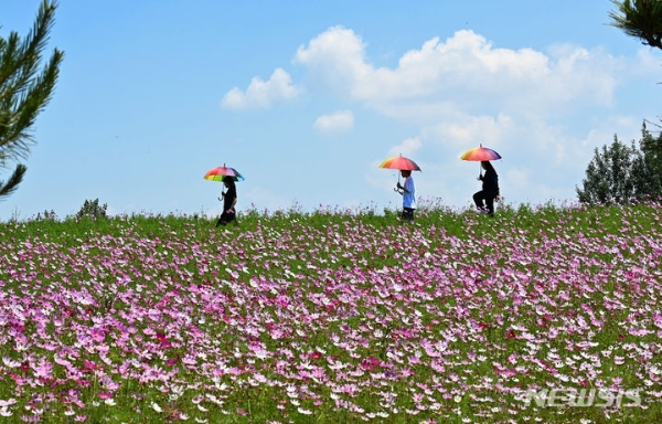 초여름 날씨를 보인 지난 3일 경기도 안성시 안성팜랜드를 찾은 시민들이 활짝 핀 코스모스길을 걷고 있는 모습.