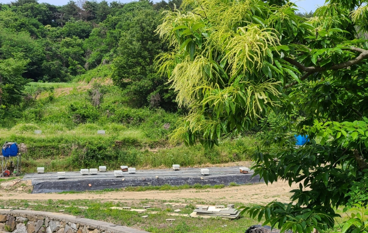 고성 밤나무 단지 주변 양봉장
