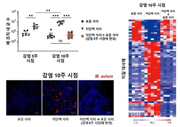 MAC폐감염저항성마우스모델에서저단백식이를적용시안정형이던질병이진행형으로전환되는것이관찰됐으며,이때지질대사의교란이확인됐다.특히,표준식이를통해정상BMI로빠르게되돌렸을때,지질대사가정상수준으로회복되면서질병진행이완화되는것으로나타났다.