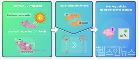 자외선에의한기억력결핍과신경행동의변화입증