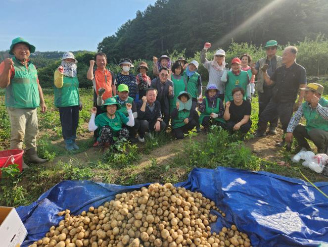 영동군 상촌면 새마을협의회, ‘사랑의 감자캐기’행사
