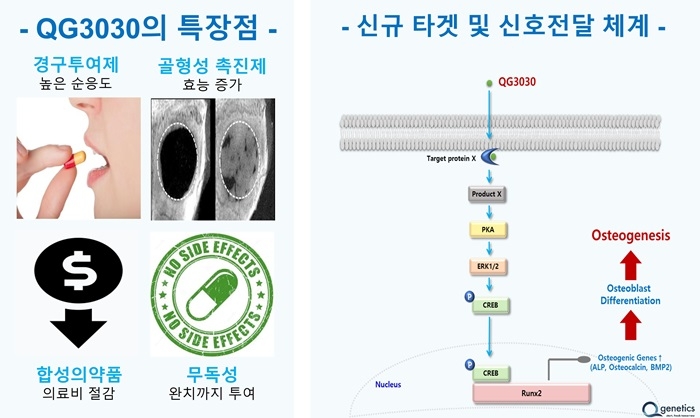 큐제네틱스, 골형성 촉진제 QG3030 임상 승인…의료진 시간 절감 기대