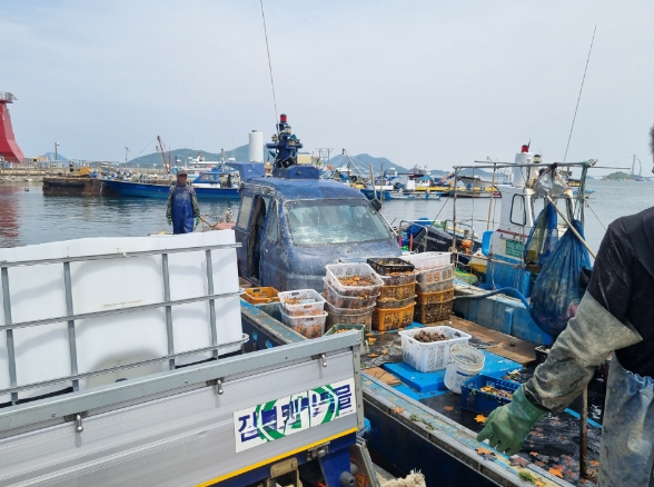 군산시, 어장 황폐화 주범 불가사리 퇴치 앞장