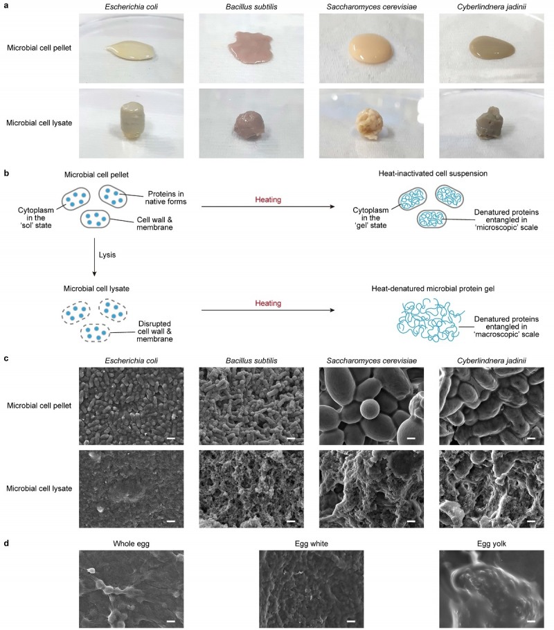 미생물 펠렛과 미생물 용해물의 열처리 결과 비교