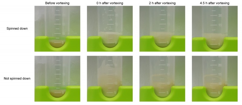 미생물 용해물의 거품 형성 능력 및 머랭 쿠키 제작 예시