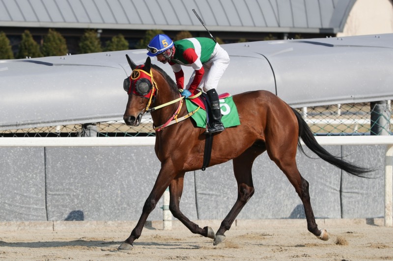 서울경마 최상위권으로의 도약을 위한 1등급 2000m 경주