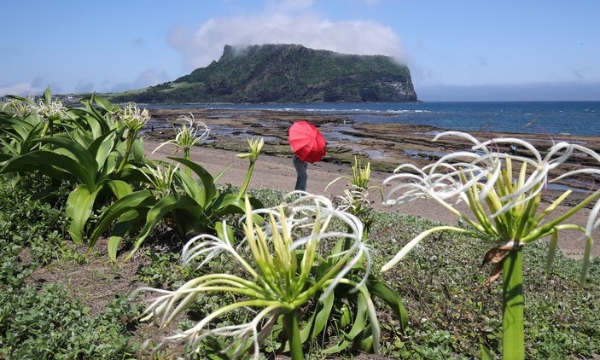 제주 북·동부 지역에 폭염특보가 이어진 4일 오후 서귀포시 성산일출봉 인근 광치기해변에 문주란꽃이 활짝 피어나 시선을 사로 잡고 있다.