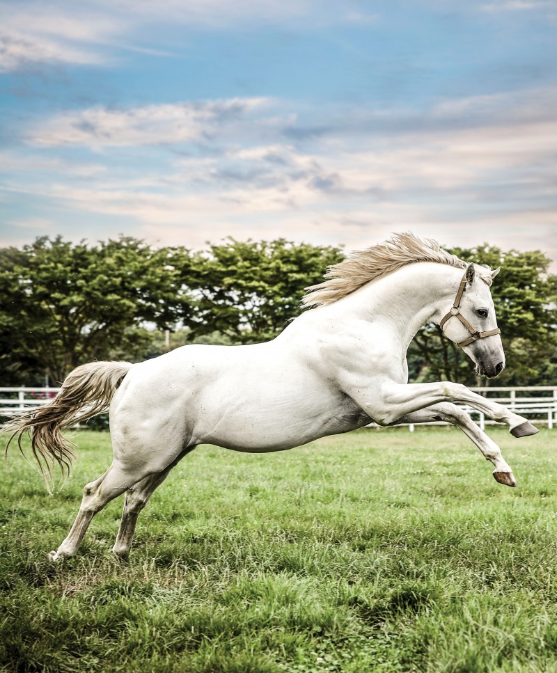 한국마사회, 보유 씨수말 활용 민간농가 씨암말 387두 교배지원 완료