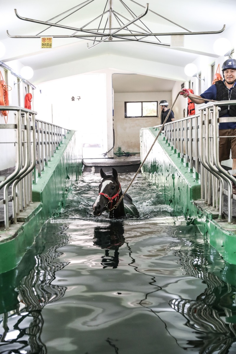 하절기 건강관리_수영장에 입장하는 경주마