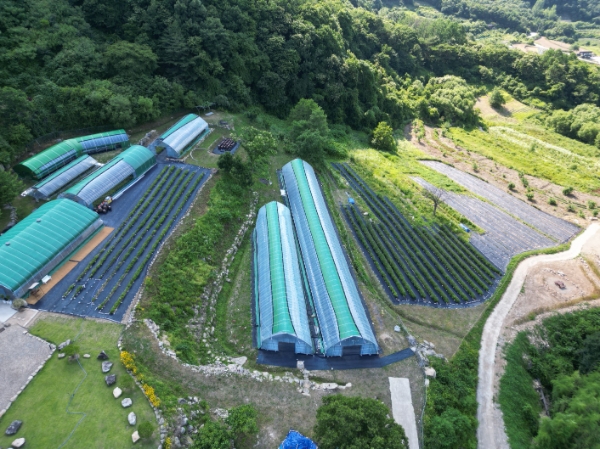 “문경다원” 문경의 새로운 관광명소로 탄생!