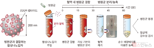 합성나노입자를 활용한 uRAST의 병원균 분리 단계