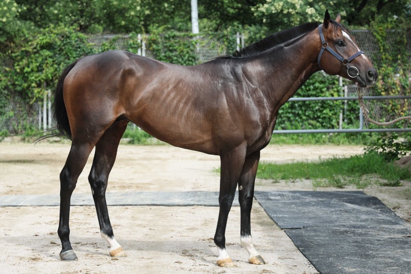 한국경마 7월의 마지막 장식할 하이라이트 1등급 장거리 경주