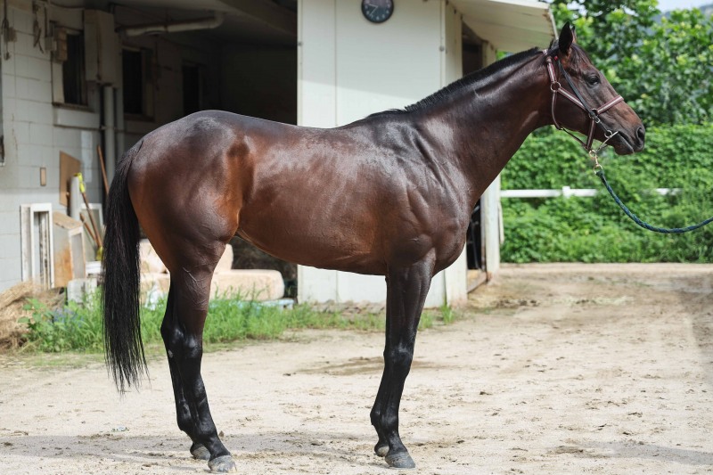 한국경마 7월의 마지막 장식할 하이라이트 1등급 장거리 경주