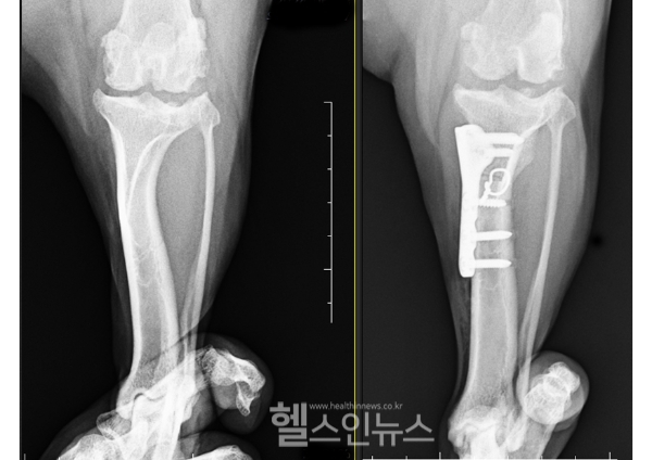 플러스동물메디컬센터 제공, 반려동물 십자인대재건술