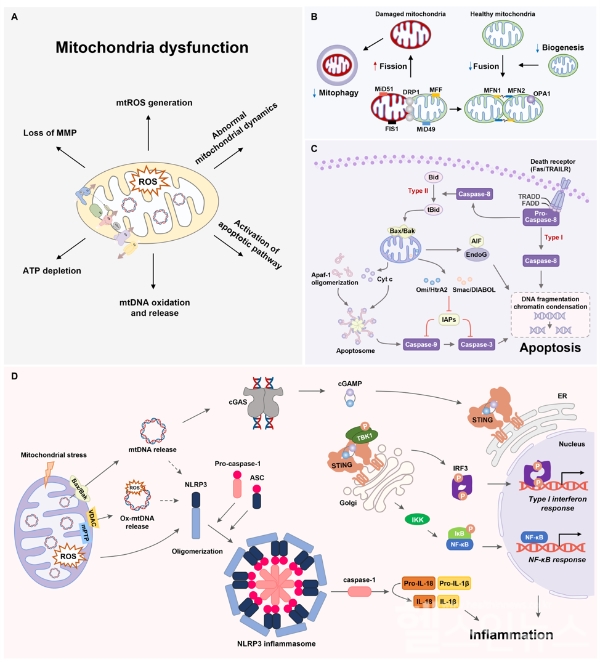 케이메디허브 신약개발지원센터 연구진이 ‘미토콘드리아 기능이상 및 활성산소 타깃의 신경퇴행성질환 치료 연구’ 총설논문 발표했다.<사진은 활성산소와 미토콘드리아 기능이상의 염증반응 및 세포자멸사 조절 기전 도식화>