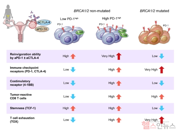 난소암 환자의 ‘BRCA1/2 유전자 돌연변이 여부’ 및 ‘PD-1 발현 수준’에 따른 면역 세포의 반응 차이 비교표