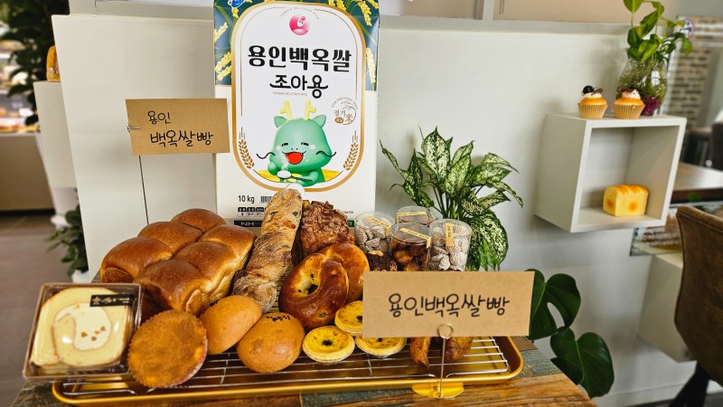 용인특례시, 지역 대표 농산물 ‘백옥쌀’ 활용한 제빵용 ‘백옥쌀가루’ 출시
