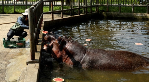 연이은 폭염이 이어지고 있는 6일 전북 전주시 전주동물원에서 하마가 사육사들이 준비한 시원한 간식을 먹으며 더위를 식히고 있다.