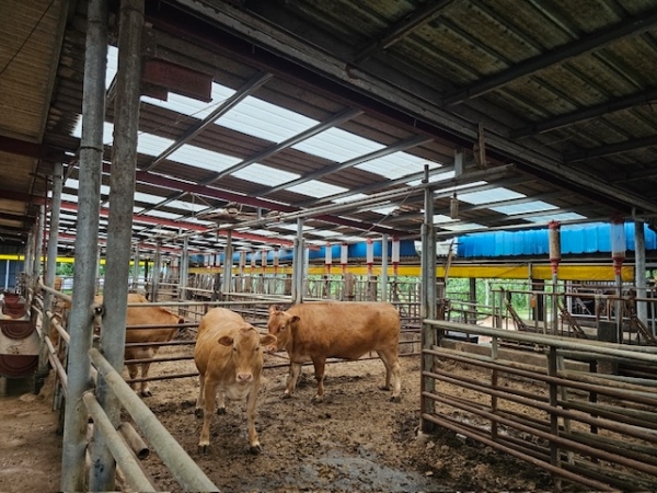 관내 한우농가 / 사진=나주시 제공