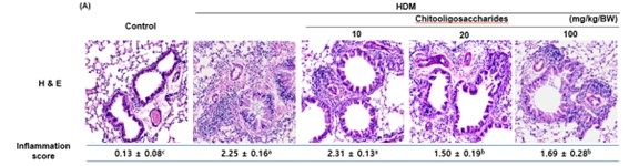 기도 염색 사진 (키토올리고당의 동물실험을 통한 호흡기 건강 관련 기능성 평가” 결과보고서. 아미코젠 제공)