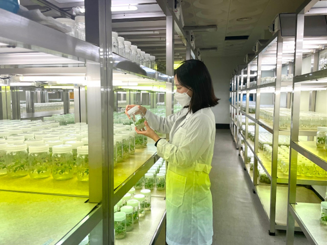 고구마 유량종묘 조직배양 / 사진=해남군 제공