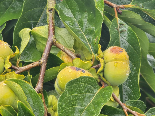 감 탄저병 / 사진=장흥군 제공