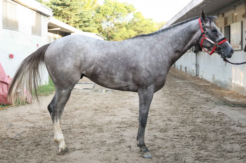 한국경마를 호령할 슈퍼루키는 누구? 2세마 최강 가리는 ‘Rookie Stakes@서울’ 25일 개최
