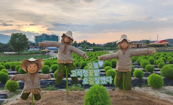 가을의 아름다운 정취, 철원군 고석정 꽃밭에서 느껴보세요~ 8월 30일 열어요!