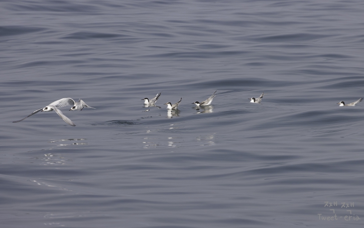 울산 철새 동호회 ‘짹짹휴게소’ 홍승민짹짹휴게소 대표