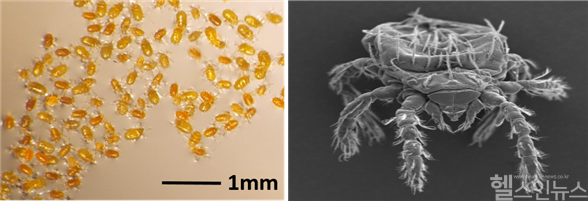 쯔쯔가무시균 매개 주요 털진드기. (왼쪽부터)털진드기 유충과 털진드기 유충 전자현미경 사진 (질병관리청 제공)