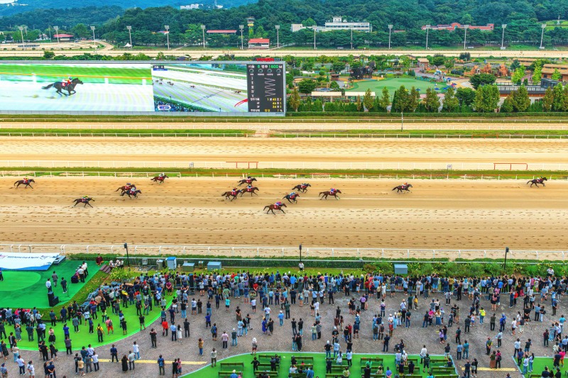 23년 코리아컵 코리아스프린트 현장