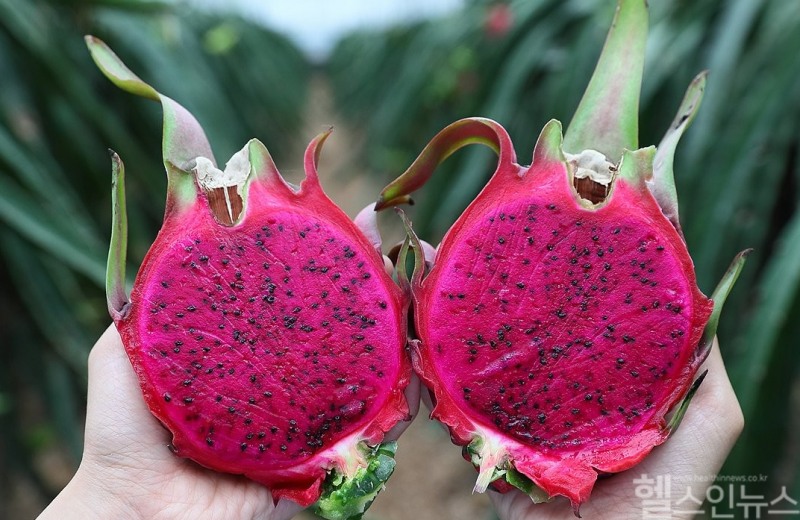 수확 앞둔 제주산 용과 (연합뉴스 제공)