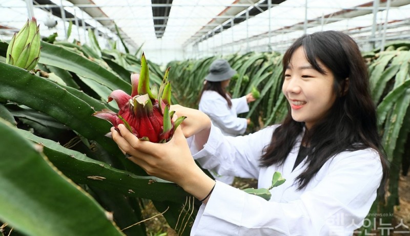 수확 앞둔 제주산 용과 (연합뉴스 제공)