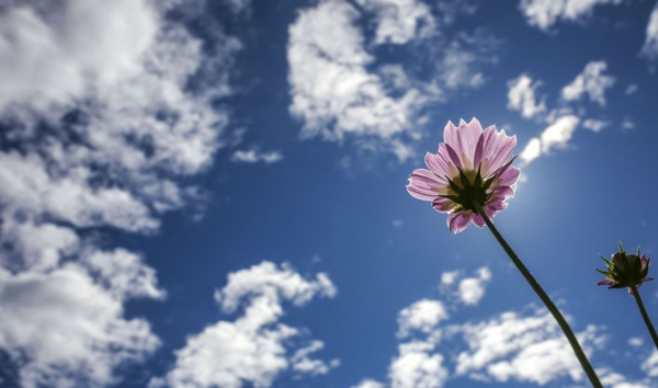 낮과 밤의 길이가 같아지는 절기 추분인 22일 서울 동대문구 지식의꽃밭에 코스모스가 활찍 피어있다.