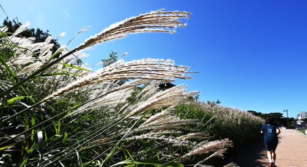 화창한 날씨를 보인 23일 경기도 수원시 팔달구 화서공원을 찾은 시민들이 은빛 물결이 출렁이는 억새길을 거닐며 가을 정취를 만끽하고 있다.