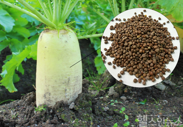 무 씨앗을 말린 한약재 ‘내복자’ (자생한방병원 제공)