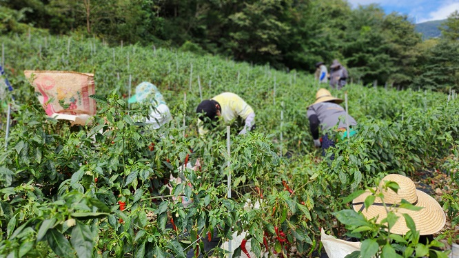 HR그룹(주) 임직원들이 고추 따기 일손을 지원하고 있다./사진=HR그룹(주) 미디어팀 제공