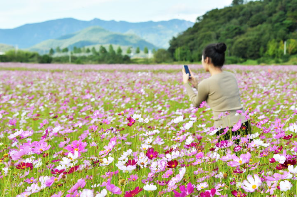 화창한 날씨를 보인 30일 전남 담양군 담빛수영장 인근에 코스모스가 만개해 관광객과 주민들에게 아름다운 풍경을 선물하고 있다. 담양군은 지난 7월 담양읍 만성리 일원 2만2000㎡에 코스모스를 심어 가을 정원을 조성했다. (사진=담양군 제공)