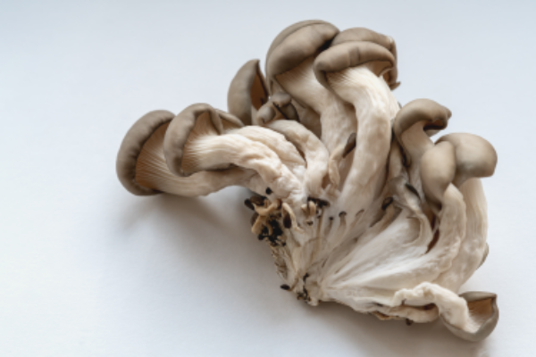 느타리버섯은 고기같은 식감이 특징으로 항암 효과와 체중 조절 등에 효과가 있다. (프리픽 제공)