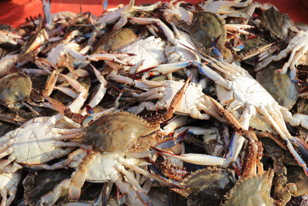 가을철 살 오른 숫꽃게는 풍부한 타우린으로 간 기능 개선과 시력 보호에 탁월하다. (클립아트코리아 제공)