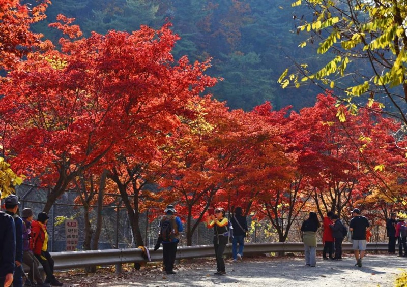 가을 단풍 즐겨요…안양시, 서울대 관악수목원 29일간 시범 개방