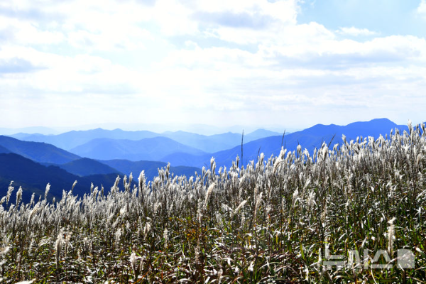 완연한 가을 날씨를 보인 지난 4일 경북 울주군 상북면 신불산 정상 일원에서 가을 바람에 흔들리는 억새가 탐방객을 유혹하고 있는 모습.