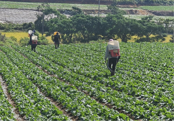 농림축산식품부과 김장철 원활한 배추량 공급을 위한 회의를 개최했다. / 사진출처=농림축산식품부