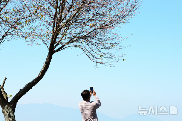 지난 8일 오후 경남 남해군 삼동면 인근 한 도로가에 계절을 잊은 벚꽃이 꽃망울을 터뜨려 보는 이의 눈길을 끌고 있다.