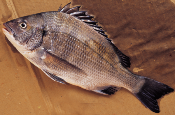 감성돔은 오메가-3가 풍부한 가을 제철 수산물이다. / 사진출처=클립아트코리아