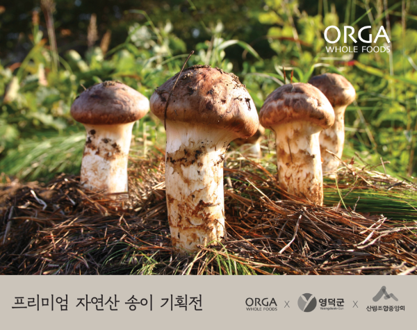 올가홀푸드가 영덕군과 손잡고 '프리미엄 자연산 송이 기획전'을 연다. (풀무원제공)