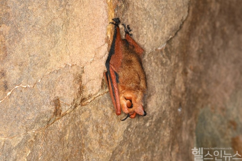 마르부르크병의 주요 매개체인 박쥐 (연합뉴스 제공)