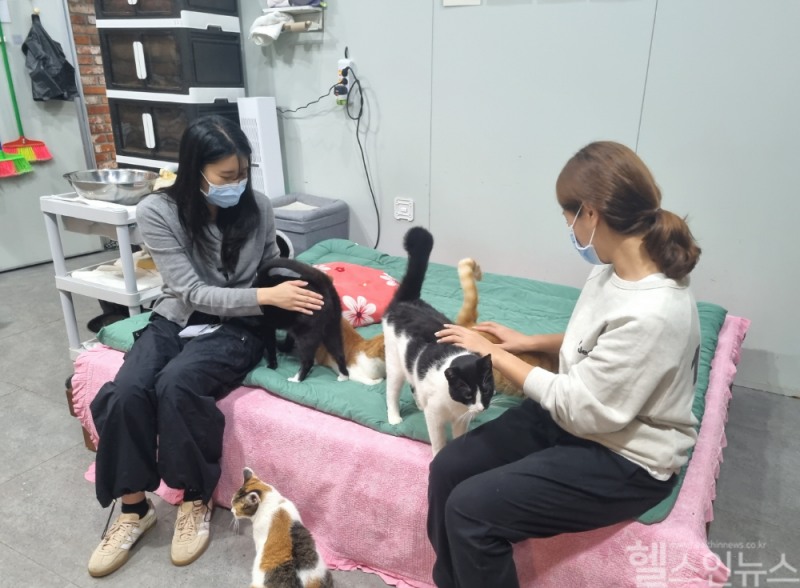 대웅펫 임직원들이 유기묘들과 놀이활동 후 등을 쓰다듬어 주고 있다. (대웅펫 제공)