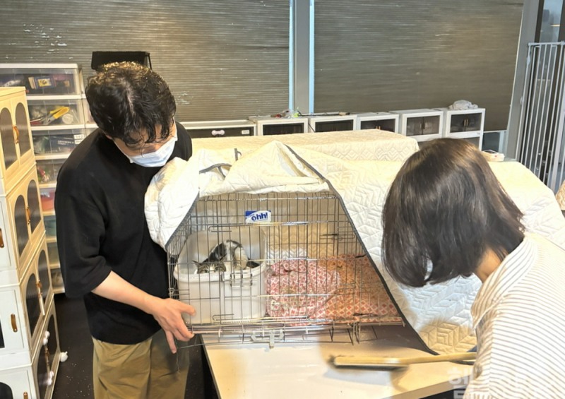 대웅펫 임직원들이 유기묘들의 생활 공간을 청소하고 있다. (대웅제약 제공)